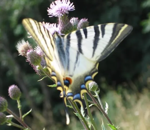 Aux Quatre Saisons Axat